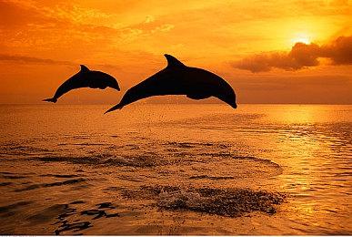 《龙珠：电光火石0》新预告片展示各合体角色